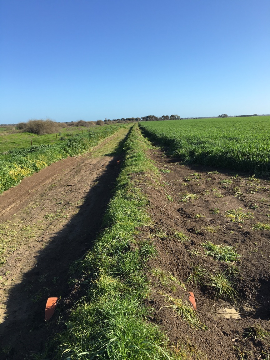 300 Acre Irrigation / Dry Land Mixed Farming Land For Sale