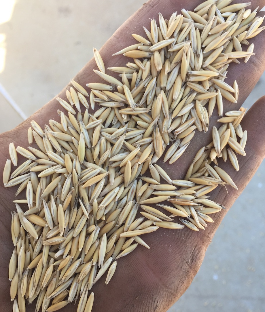 5/mt of Grazing/Hay Cleaned Oat Seed Grain & Seed Oats For