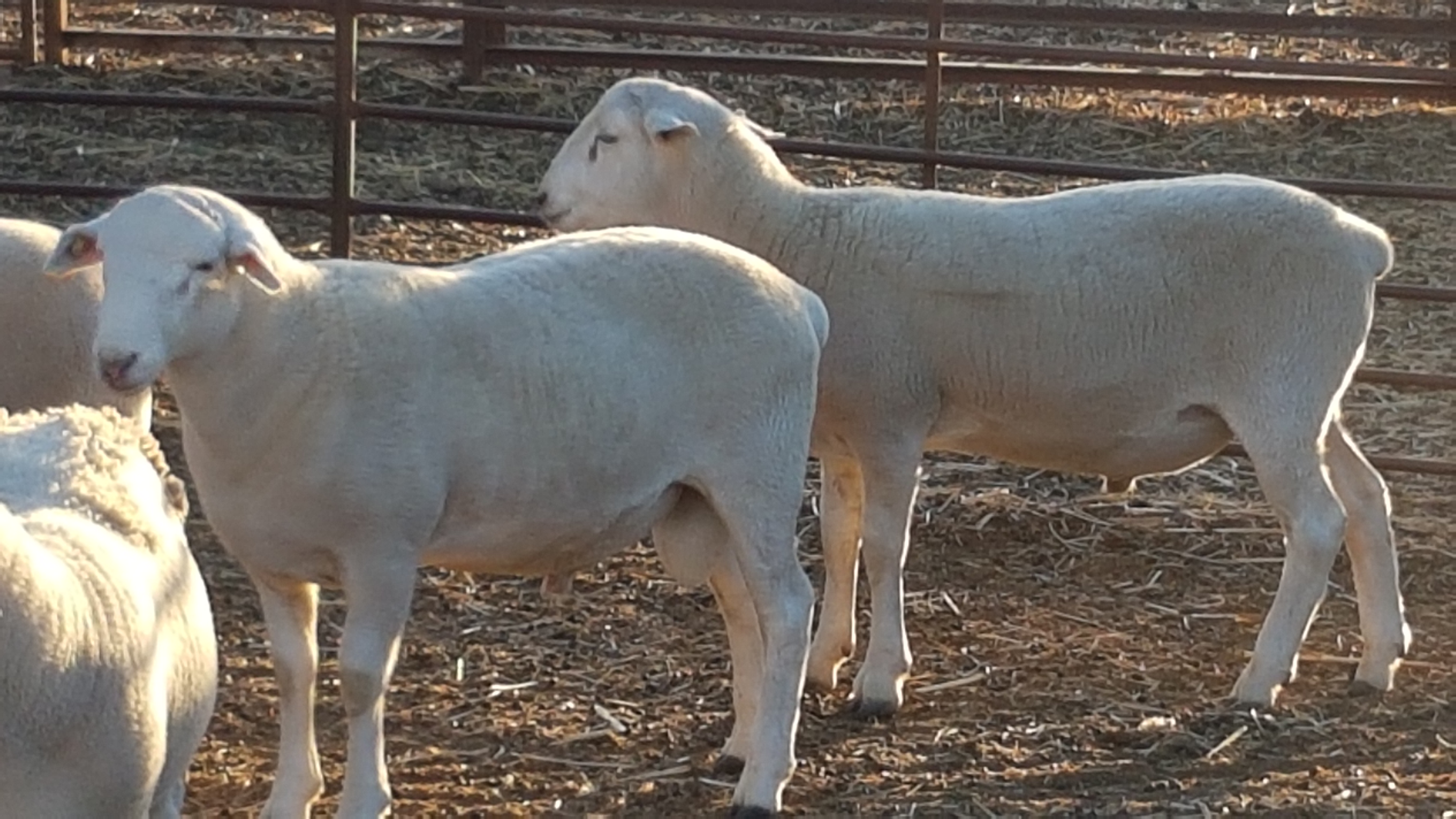 Australian White x Wiltipoll Ram Livestock Sheep Rams For