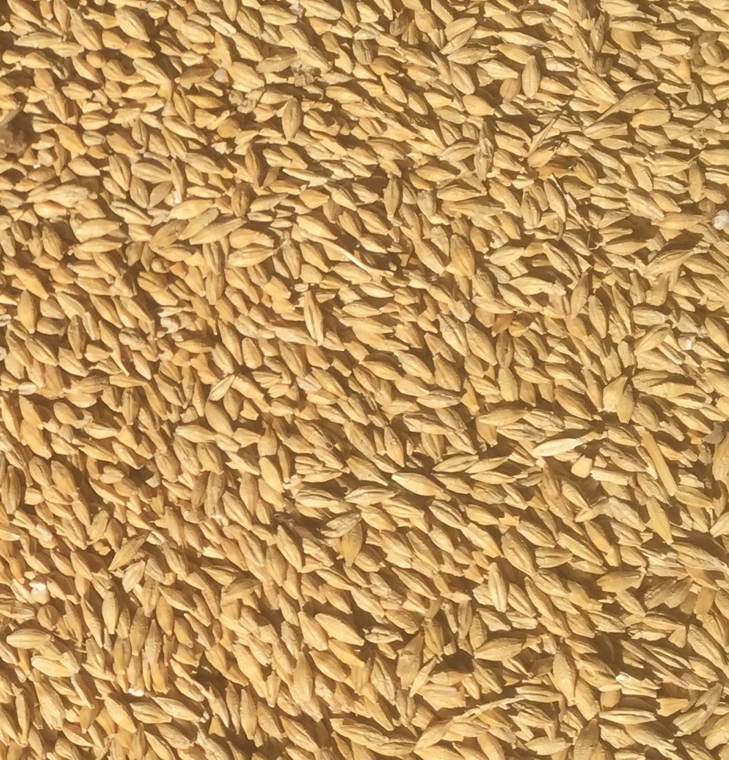 Clean ready to sow barley Grain & Seed Barley For Sale