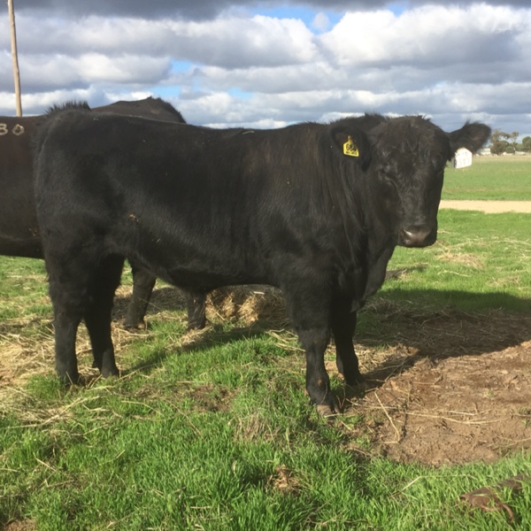 Registered Angus Bull For Sale Livestock Beef Cattle Bulls