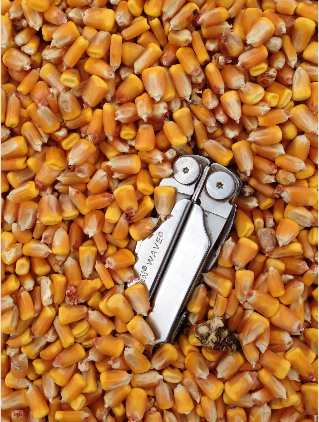 Feed Corn Great Quality Priced To Sell Quickly x 400 m/t