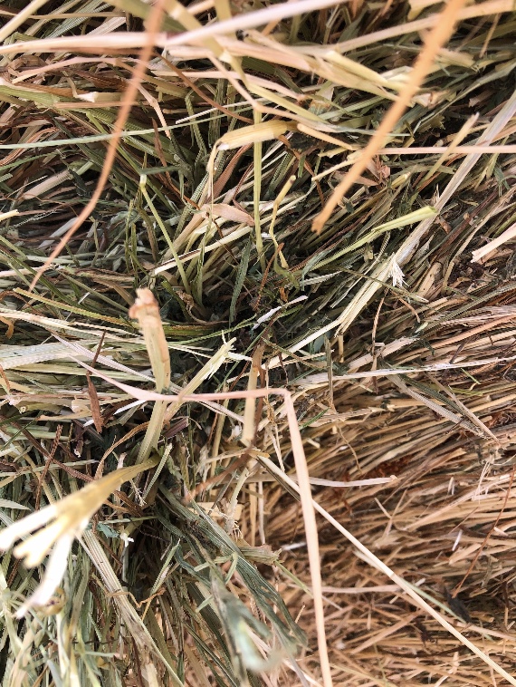 100 Shaftal & Rye Hay 5x4 Rolls Hay & Fodder Clover Hay