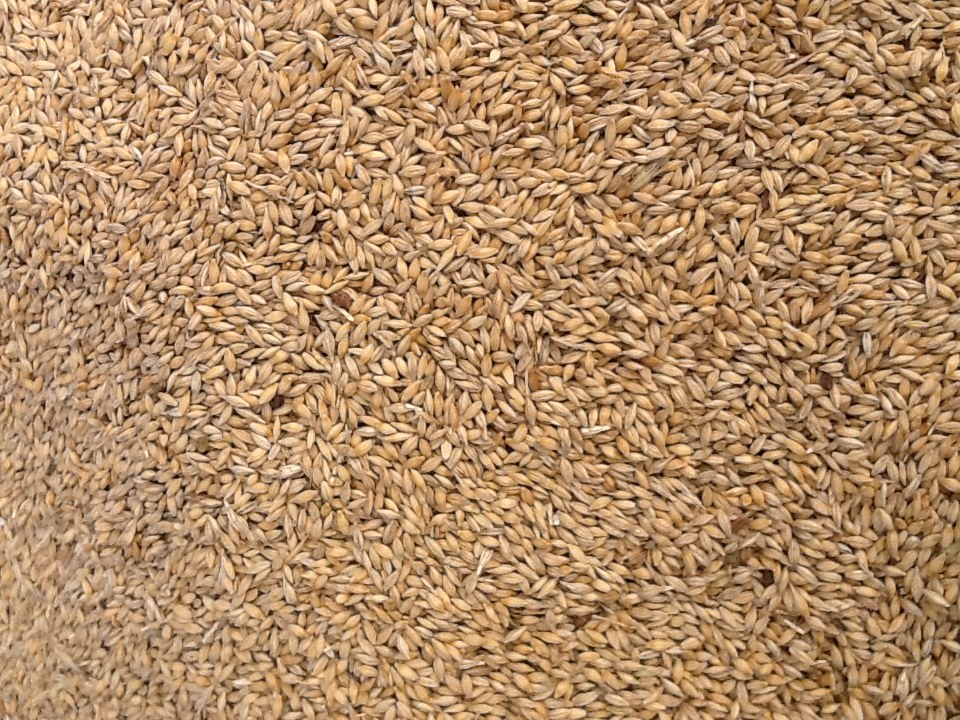 Barley F2 100 ton Grain & Seed Barley For Sale