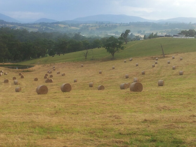 5ft Grass Hay Round Bales Hay & Fodder Pasture Hay For Sale
