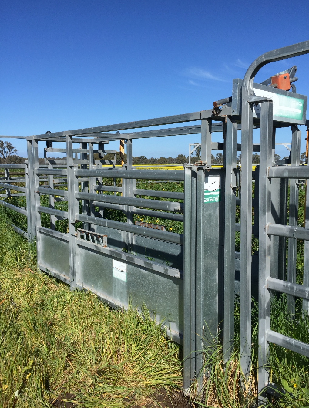 Cow Catcher Crush & Portable Cattle Yards. Livestock