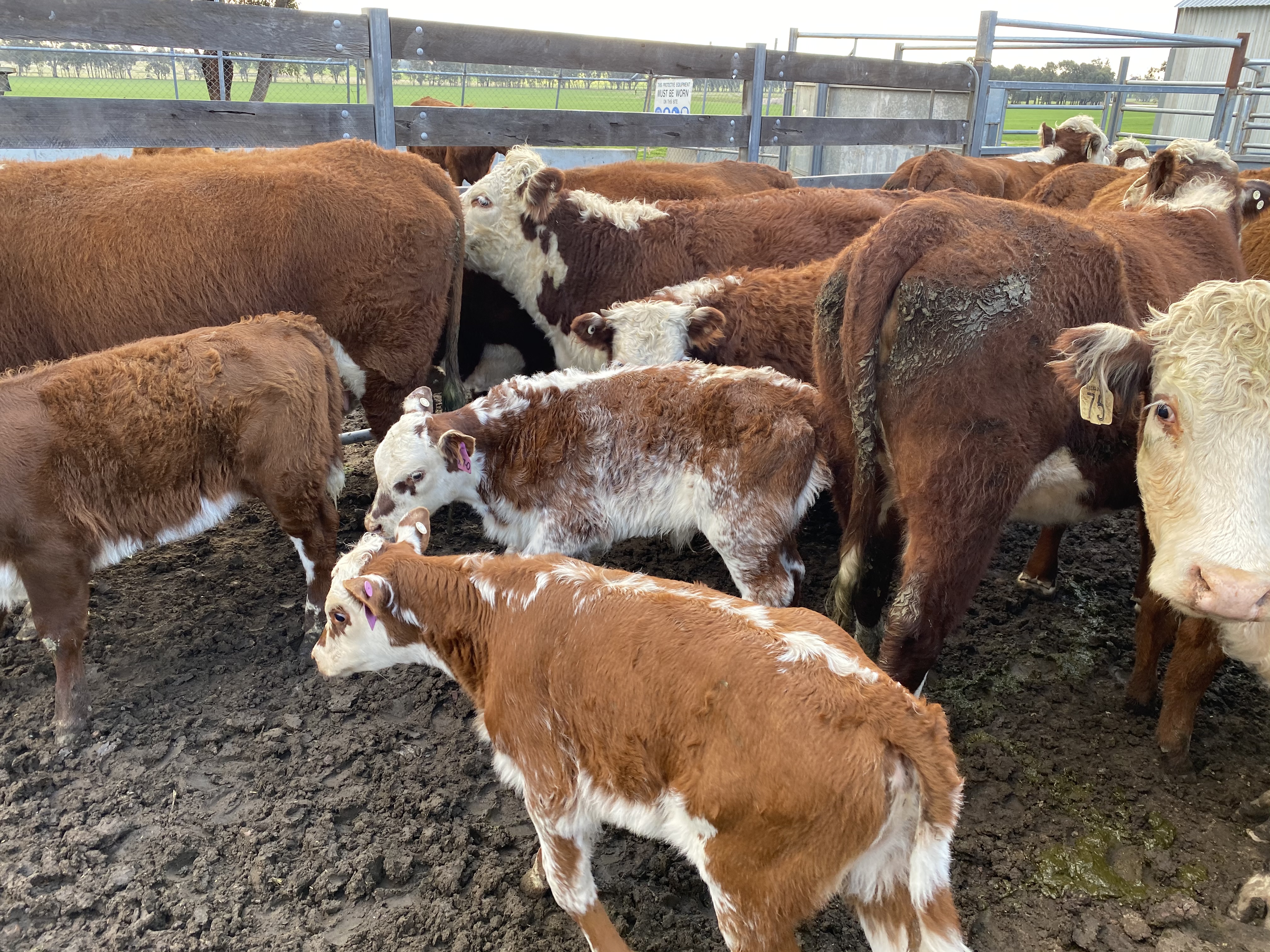 Hereford Cows with Shorthorn/Hereford Calves at Foot Livestock