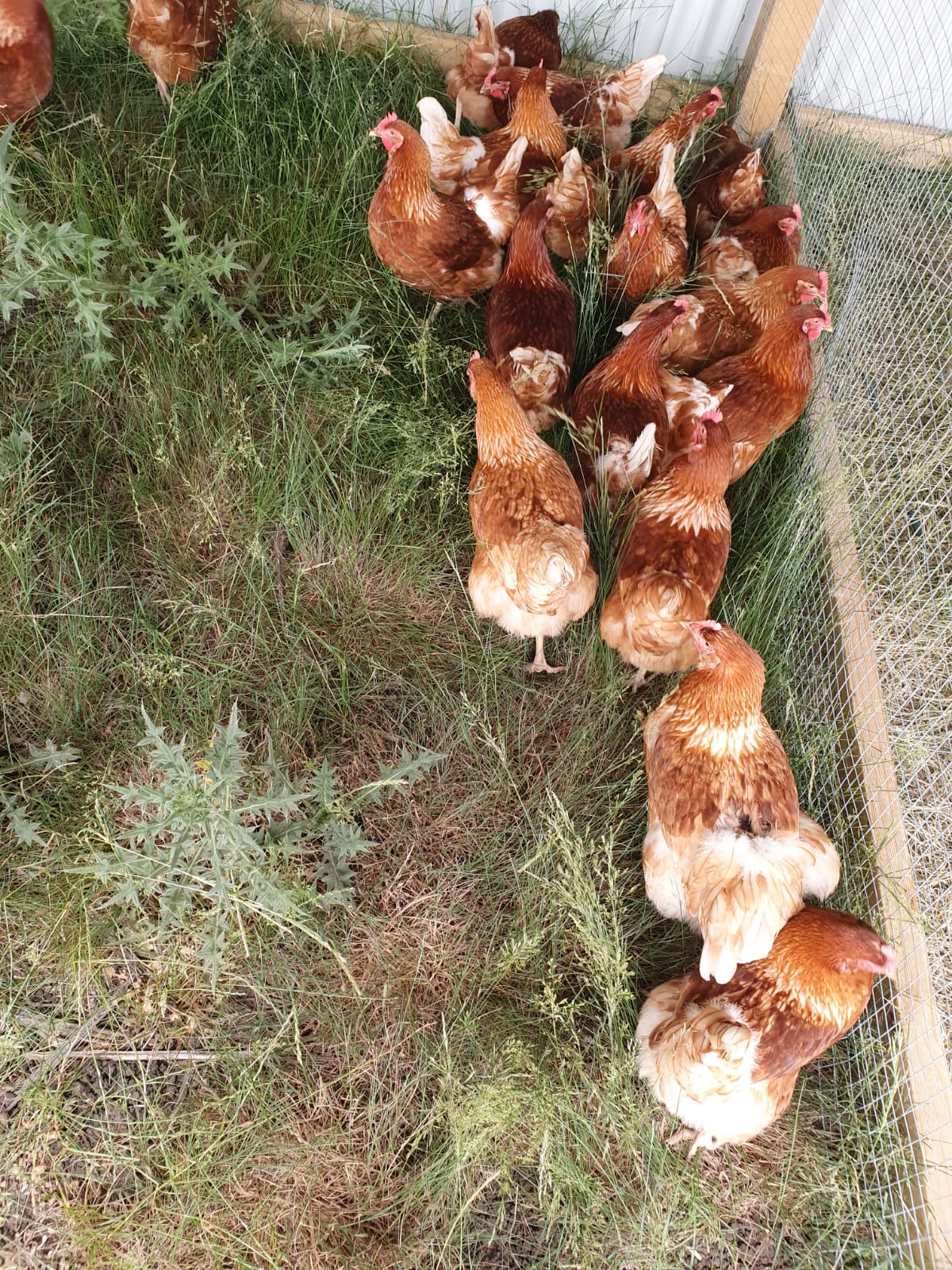 Lohmann Brown Chickens Livestock Poultry For Sale