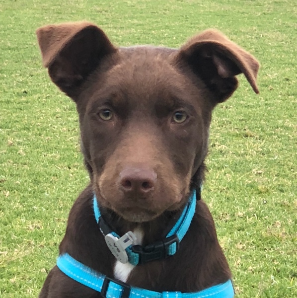 4 month old kelpie Livestock Dogs For Sale