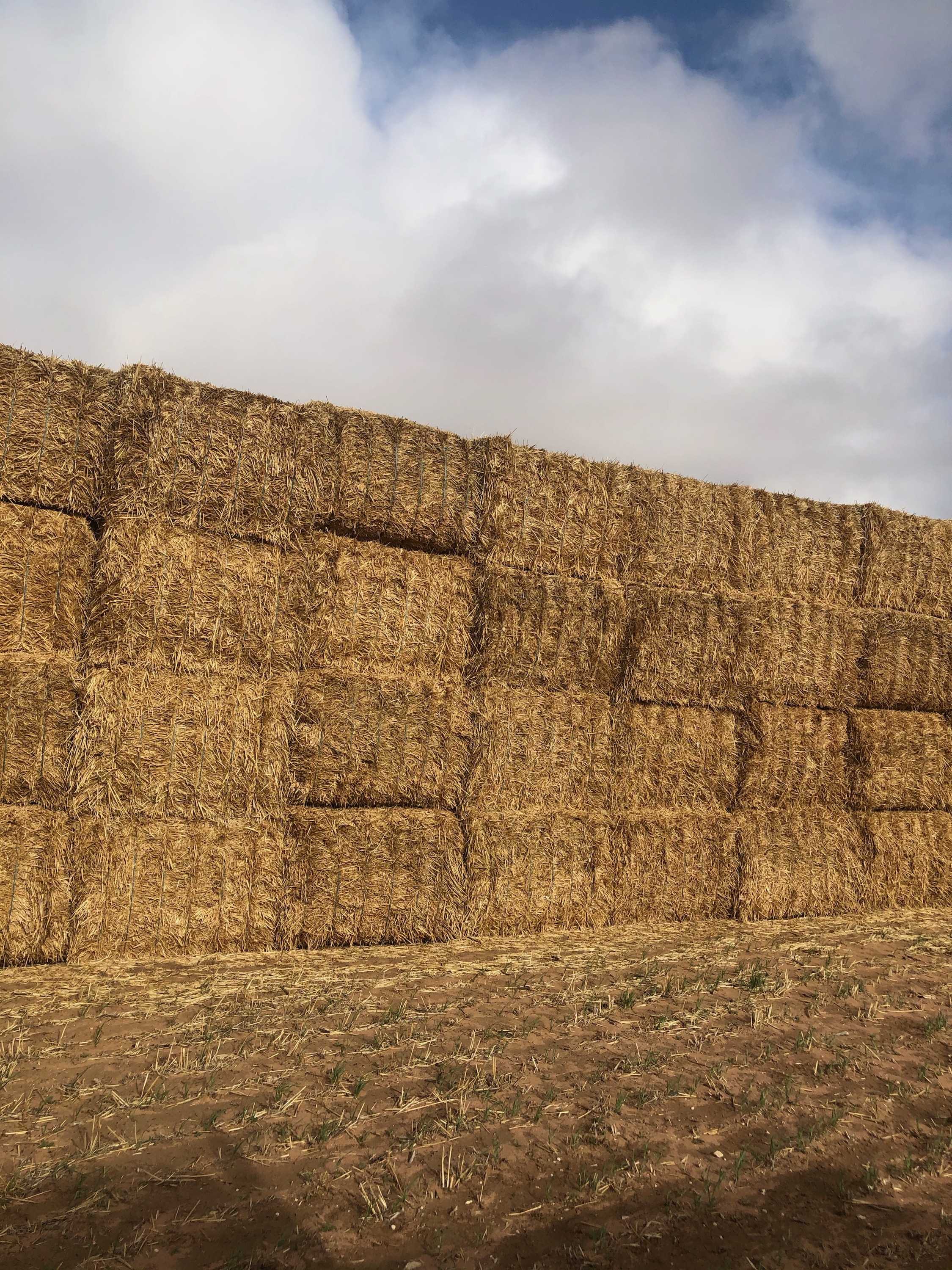 1100mt Barley Straw 500kg 8x4x3 Bales Hay & Fodder Straw