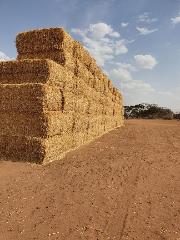 Wheat Straw Hay & Fodder Straw For Sale