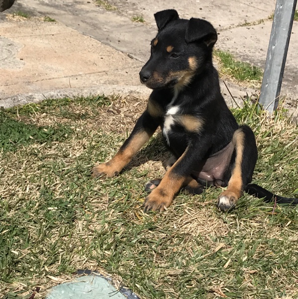 Kelpie Pup Livestock Dogs For Sale