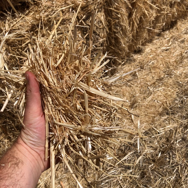 Wheat Straw Hay & Fodder Straw For Sale