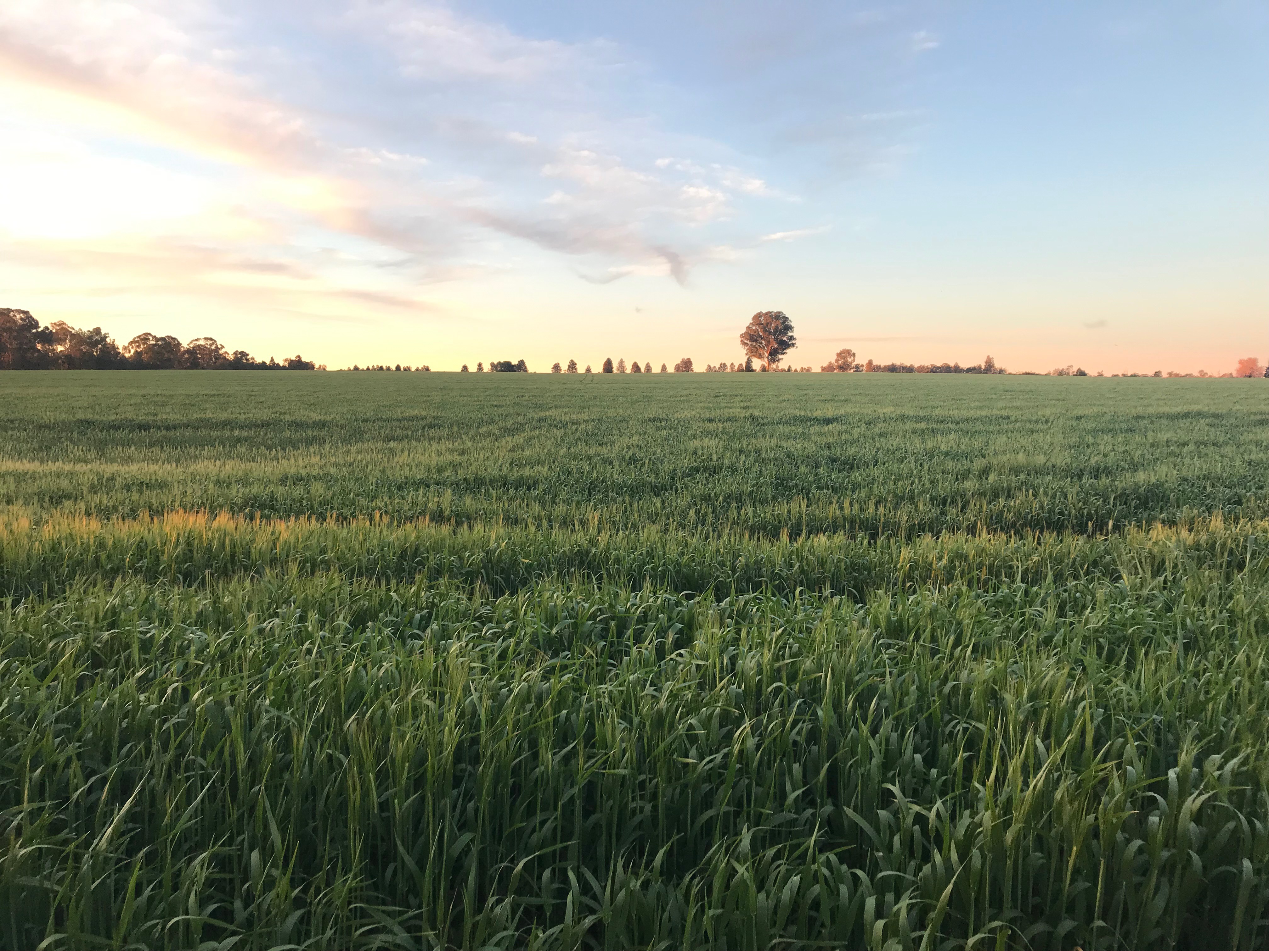 Barley Hay (new season) Hay & Fodder Barley Hay For Sale