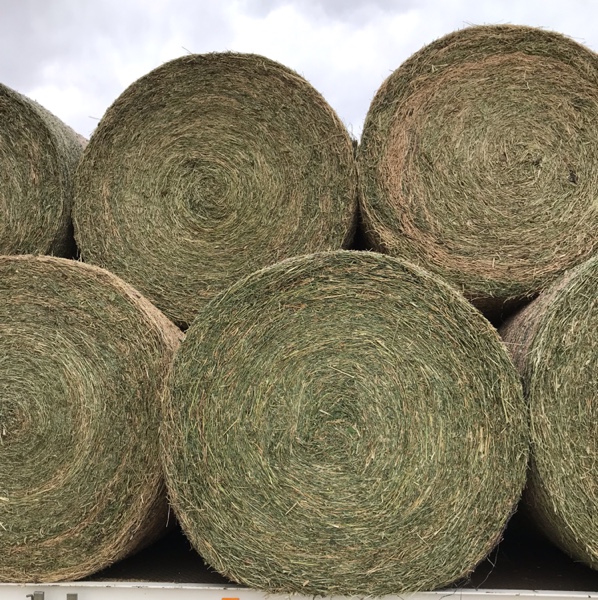 Vetch 4x4 rolls Hay & Fodder Vetch Hay For Sale