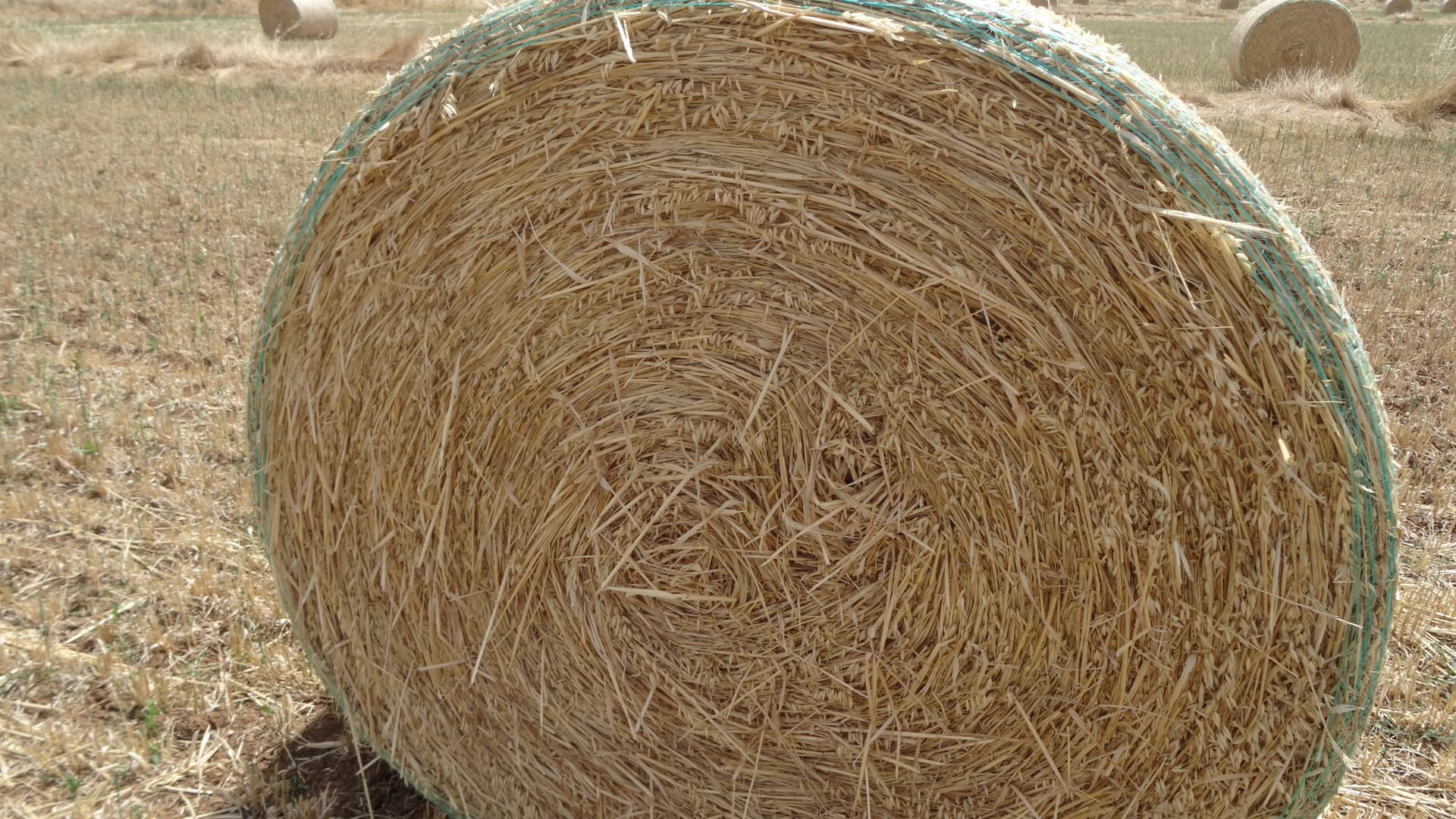 Oaten Hay 5 x 4 rolls Hay & Fodder Oaten Hay For Sale