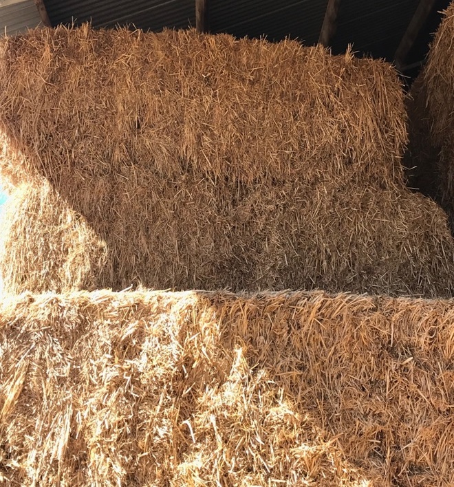 Barley Hay Hay & Fodder Barley Hay For Sale