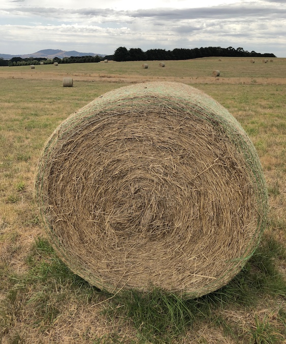 Good Quality Pasture Hay 400 Rolls Hay & Fodder Pasture