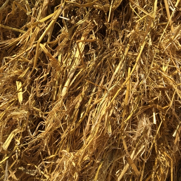 Rice straw Hay & Fodder Straw For Sale