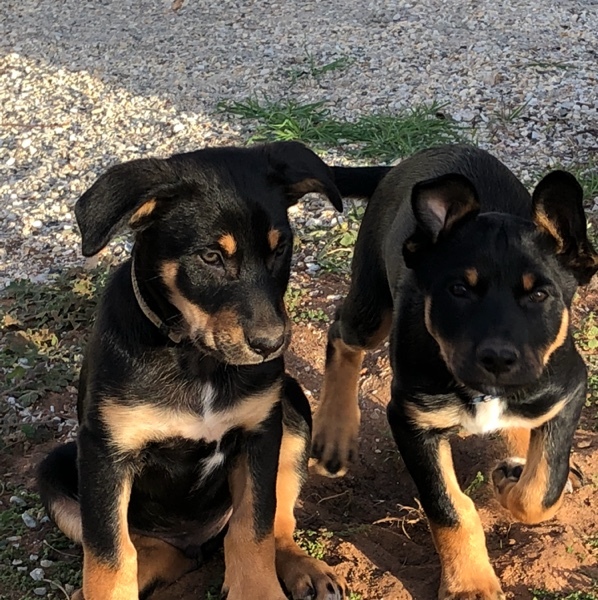Kelpie pups Livestock Dogs For Sale