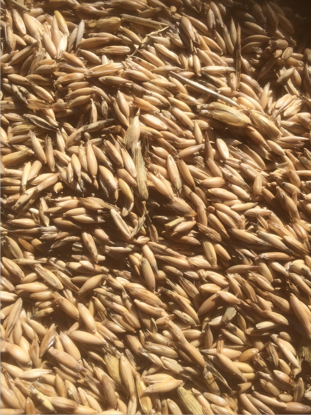 Feed Oats x 50 m/t New Season Grain & Seed Oats For Sale