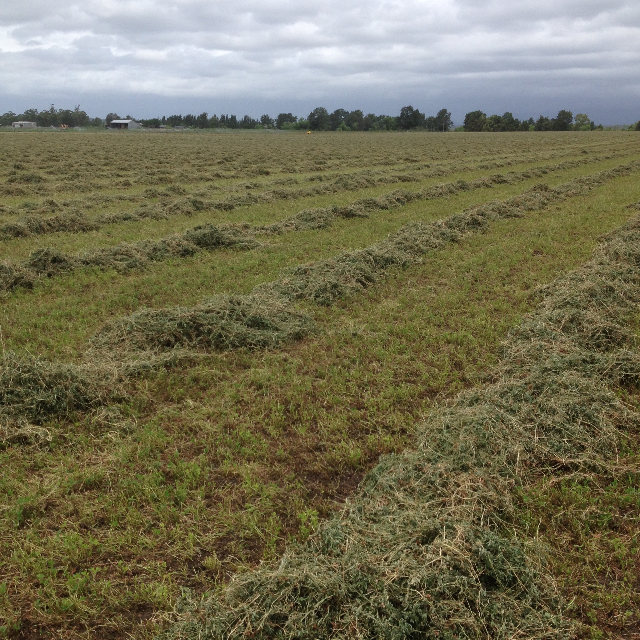 A1 Lucerne hay Hay & Fodder Lucerne Hay For Sale