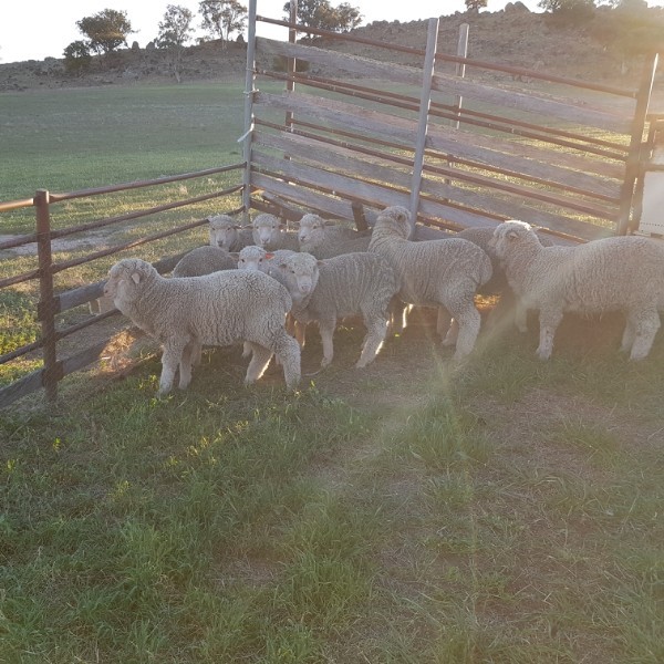 Merino Lambs Livestock Sheep Lambs For Sale