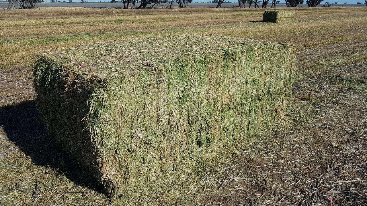 240mt Lentil/Clover 600650kg Hay 8x4x3 (New Season 2019/2020)