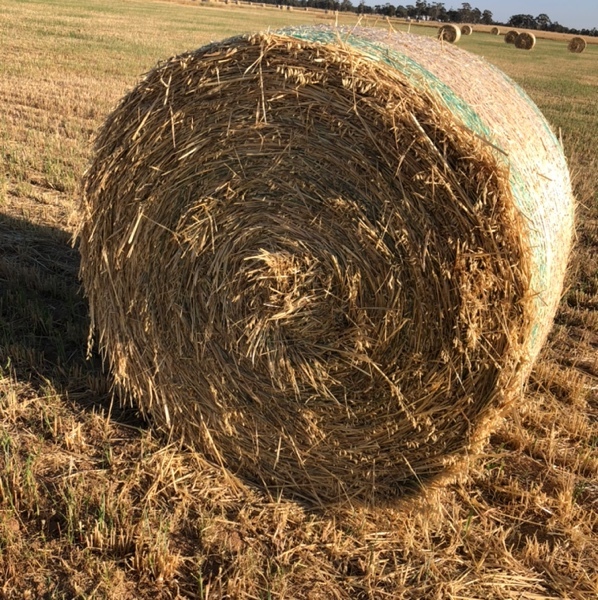 Oaten Hay Hay & Fodder Oaten Hay For Sale