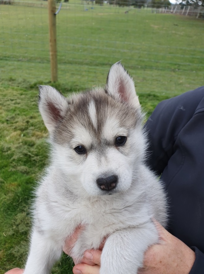 8 week old siberian husky