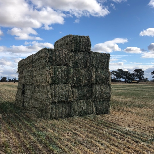 Oaten Hay Hay & Fodder Oaten Hay For Sale