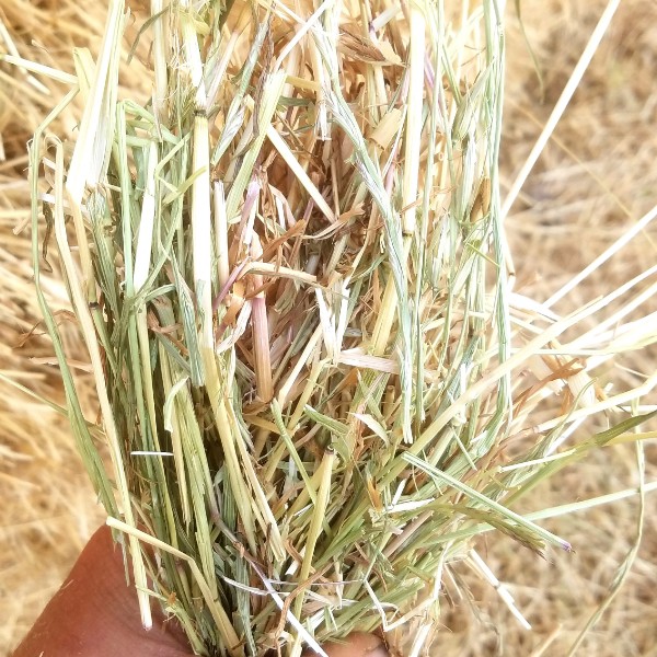 Ryegrass Hay 8x4x3 Bales Hay & Fodder Rye Grass Hay For
