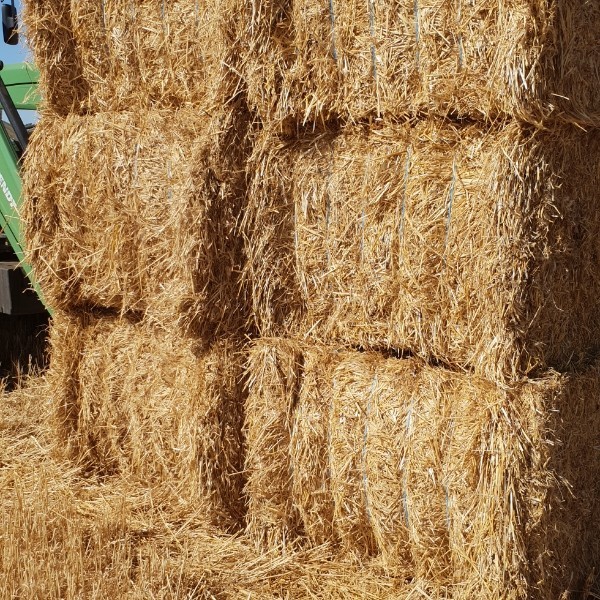 Wheat straw Hay & Fodder Straw For Sale