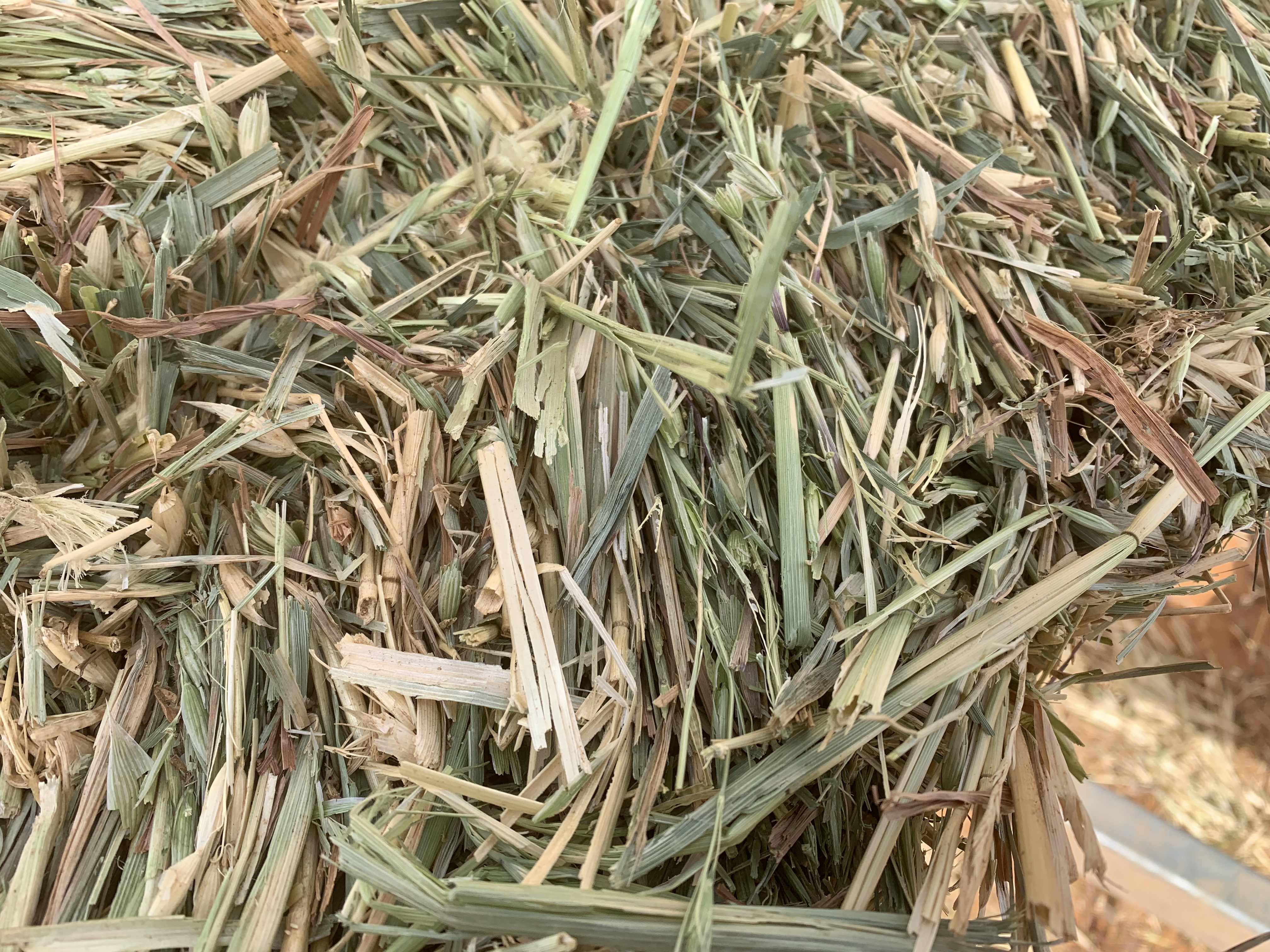 New Season Oaten Hay Small Squares Hay & Fodder Oaten Hay