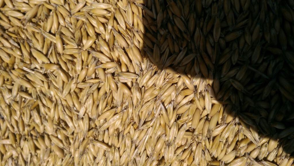 Feed Oats For Sale off header today or tomorrow Grain & Seed