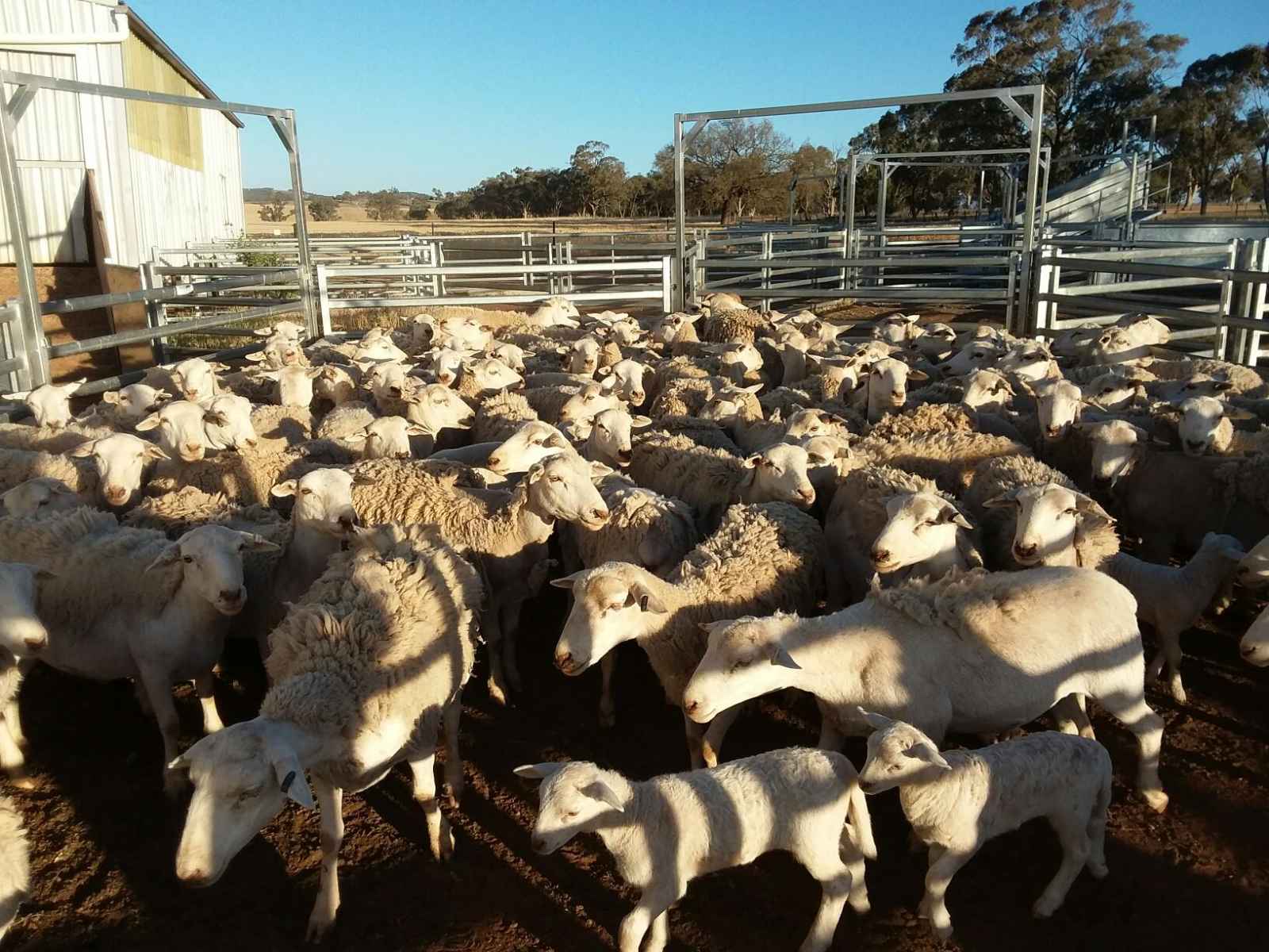White dorper ewes Livestock Sheep Ewes & Lambs For Sale