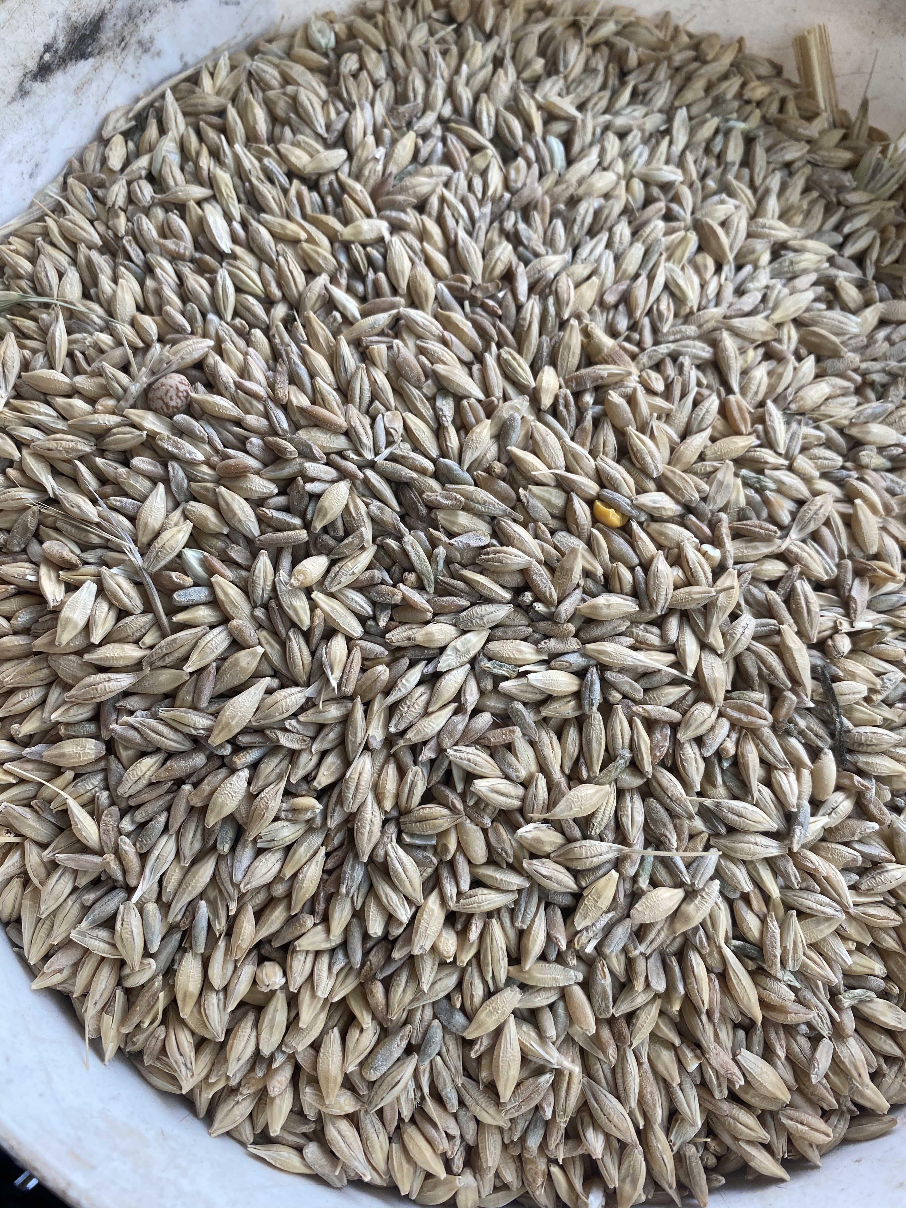 44mt Barley Cereal Rye Mix Grain & Seed Barley For Sale