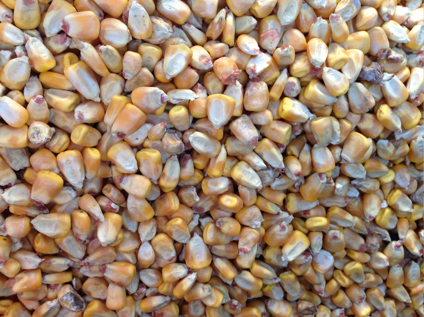 100m/t Feed Corn / Maize For Sale Grain & Seed Corn and