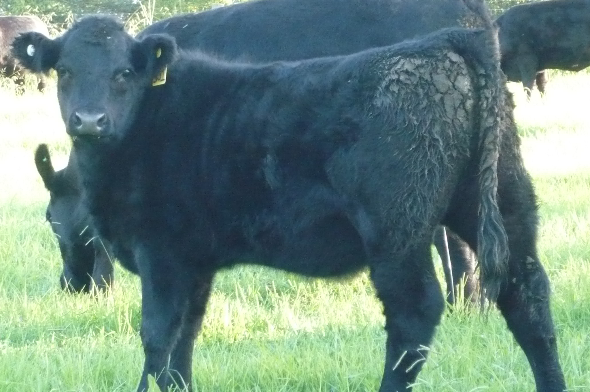 Angus X Vealers cattle prices rising! Livestock Beef Cattle