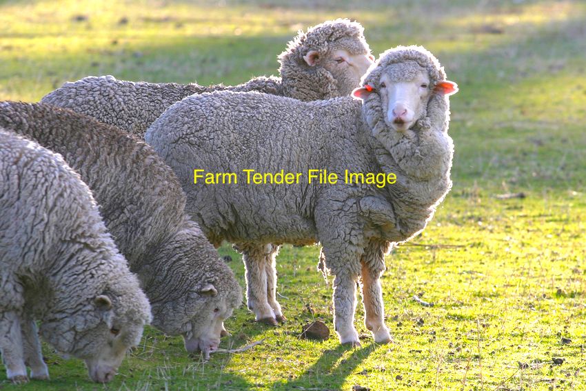 Merino Rams Livestock Sheep Rams For Sale