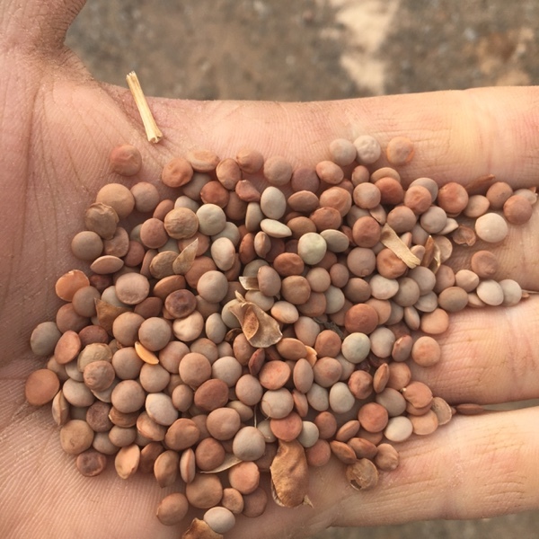 Feed lentils Grain & Seed Stockfeed For Sale