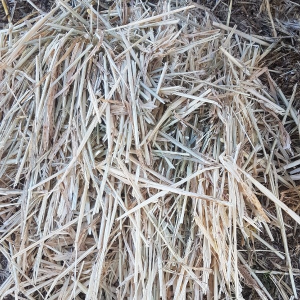 Barley Hay Hay & Fodder Barley Hay For Sale
