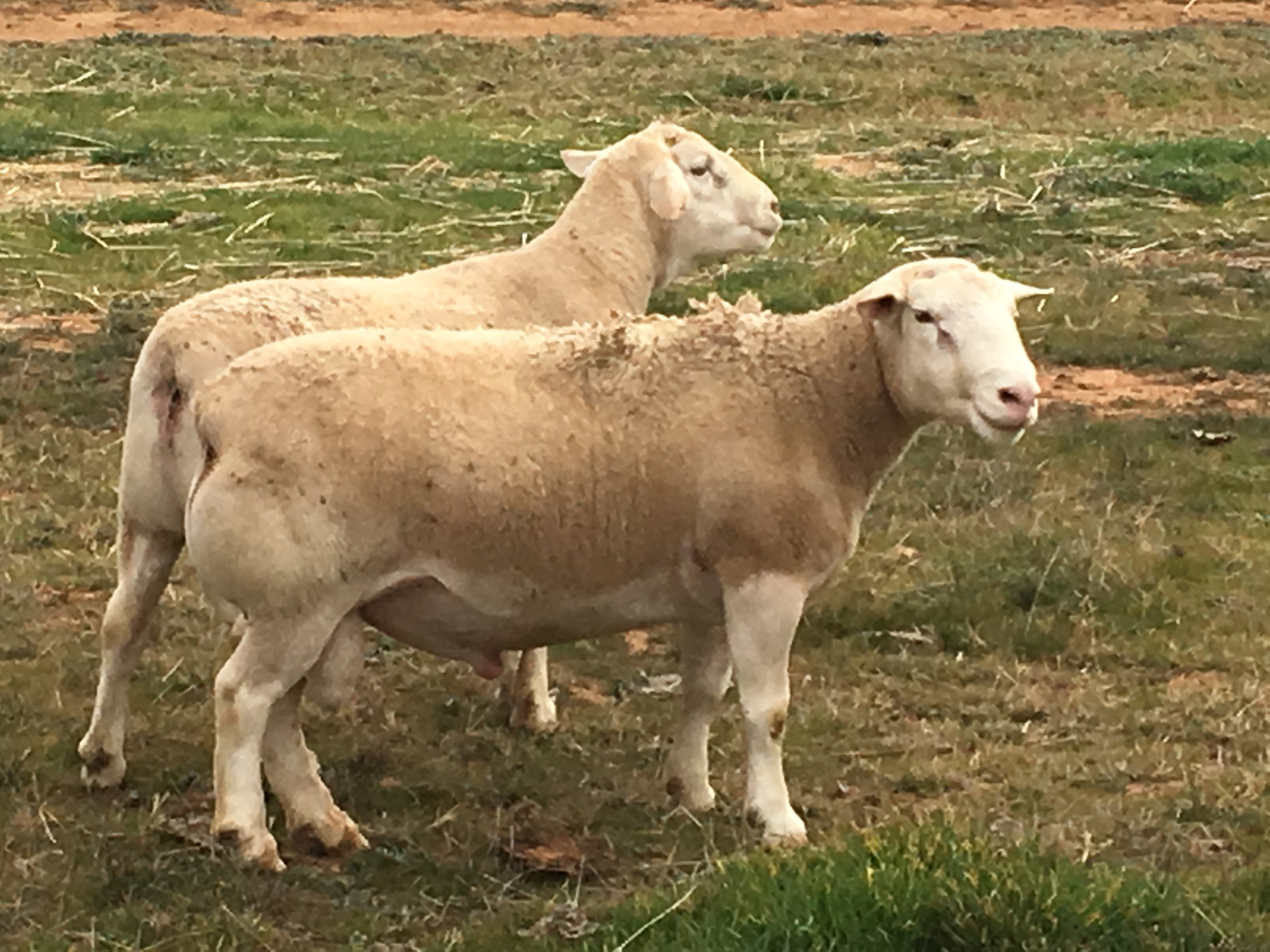 2&3 Yr old Dorper Rams Livestock Sheep Rams For Sale
