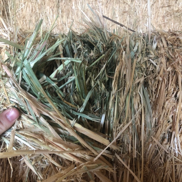 Oaten Hay Hay & Fodder Oaten Hay For Sale