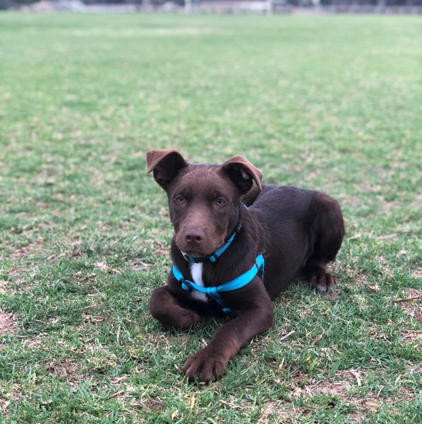 4 month old kelpie Livestock Dogs For Sale