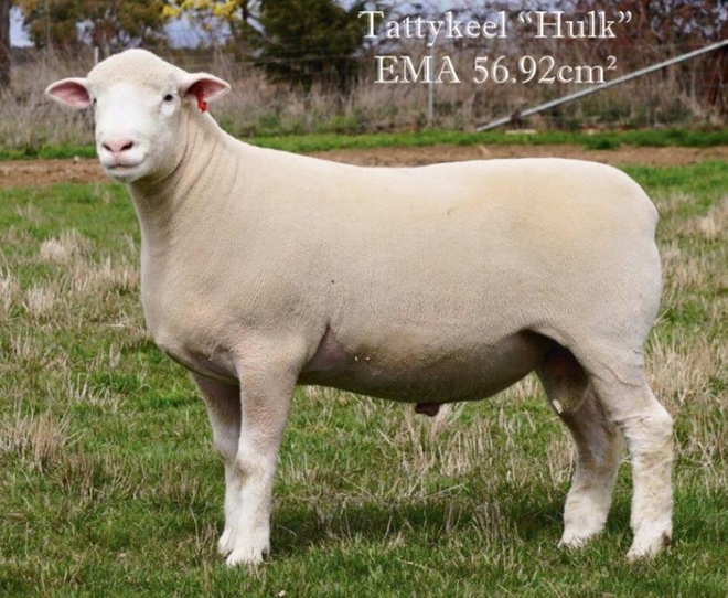 Tattykeel Poll Dorset Stud Ram makes Farm Tender "Prime"