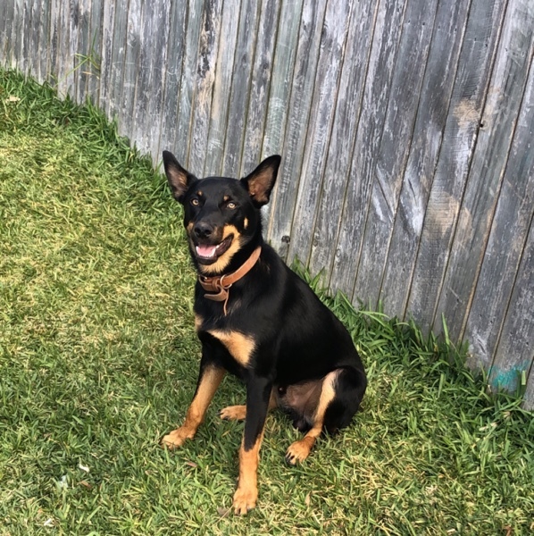 pure bred kelpie Livestock Dogs For Sale