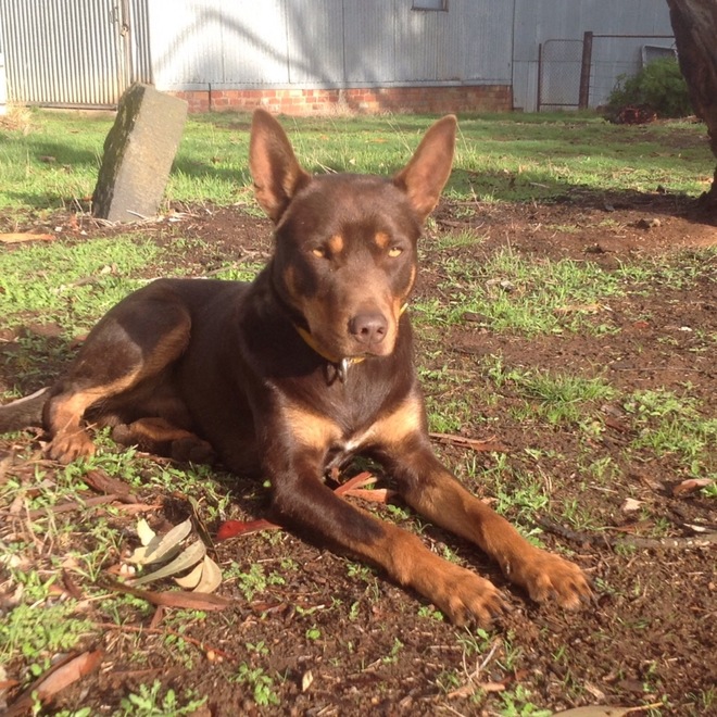 Working Kelpie Livestock Dogs For Sale