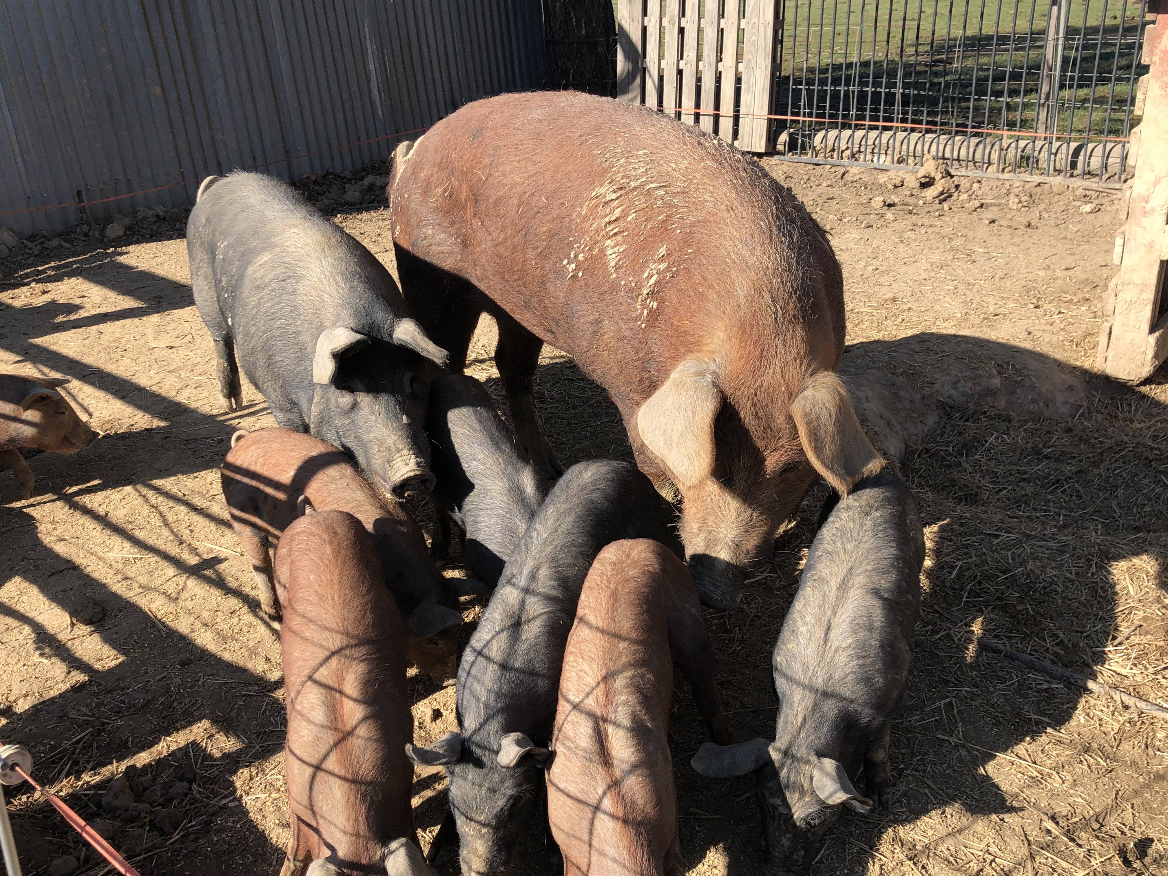 Breeding Boar and Piglets for sale Livestock Pigs For Sale