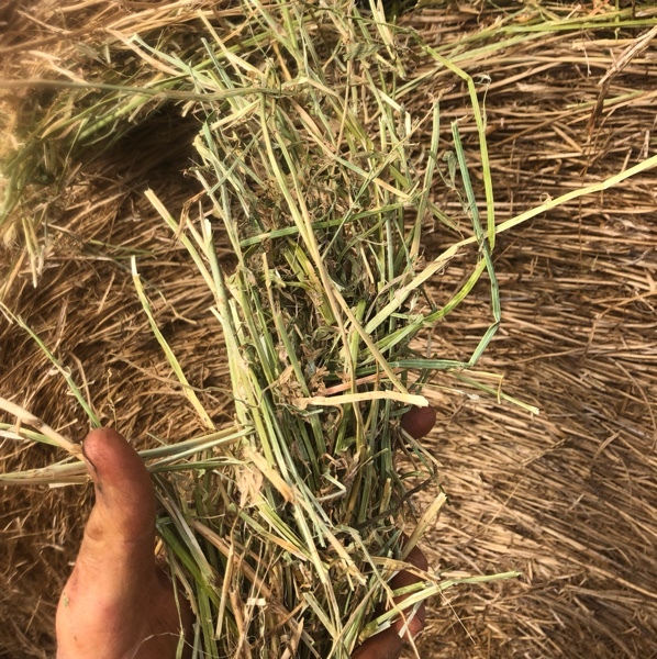 Lucerne Hay Hay & Fodder Lucerne Hay For Sale